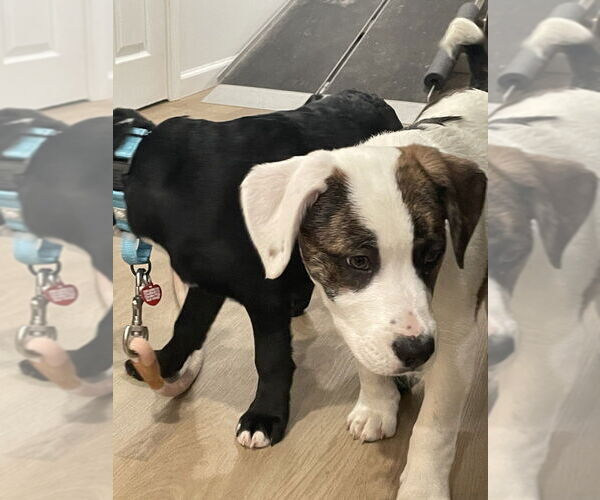 Medium Photo #2 Mutt Puppy For Sale in Springdale, PA, USA