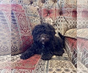 Whoodle (Miniature) Puppy for Sale in DOSS, Missouri USA