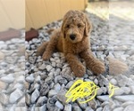 Puppy Puppy 2 Labradoodle