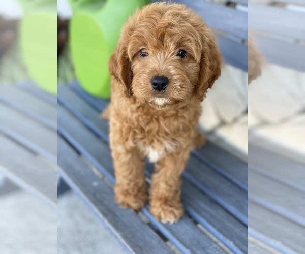 Medium Photo #4 Goldendoodle Puppy For Sale in SAN DIEGO, CA, USA