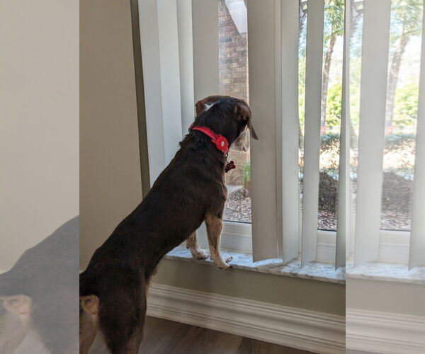 Medium Photo #5 Beagle Puppy For Sale in Tampa, FL, USA