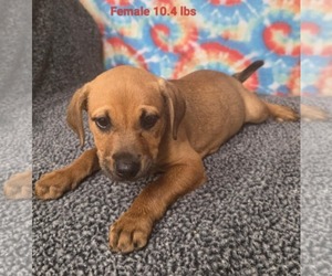 Labrador Retriever-Unknown Mix Dogs for adoption in Royal Palm Beach, FL, USA