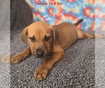 Small Labrador Retriever Mix