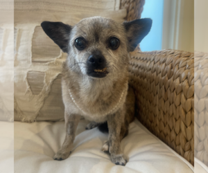 Chiweenie Dogs for adoption in Weston, FL, USA