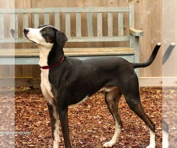 Medium Photo #3 Border Collie-Whippet Mix Puppy For Sale in Sequim, WA, USA