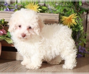 Poodle (Toy) Puppy for sale in MOUNT VERNON, OH, USA