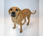 Small #4 Mutt