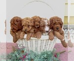 Small #1 Goldendoodle (Miniature)
