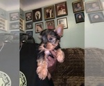 Small #3 Yorkshire Terrier