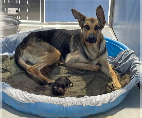 Medium Photo #2 German Shepherd Dog Puppy For Sale in San Bernardino, CA, USA