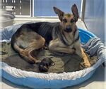 Small #1 German Shepherd Dog