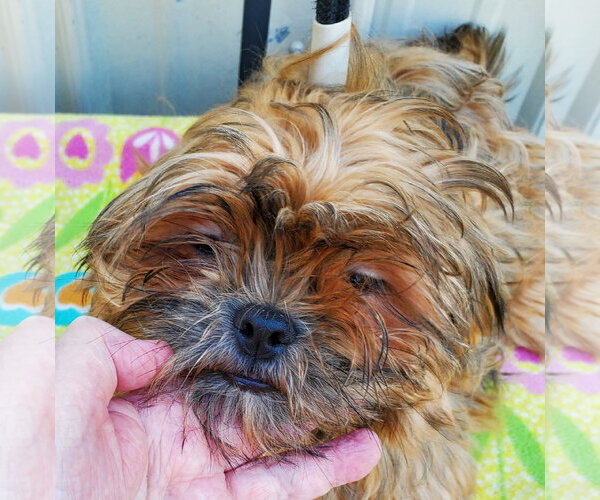 Medium Photo #4 Shih Tzu Puppy For Sale in Mountain View, MO, USA