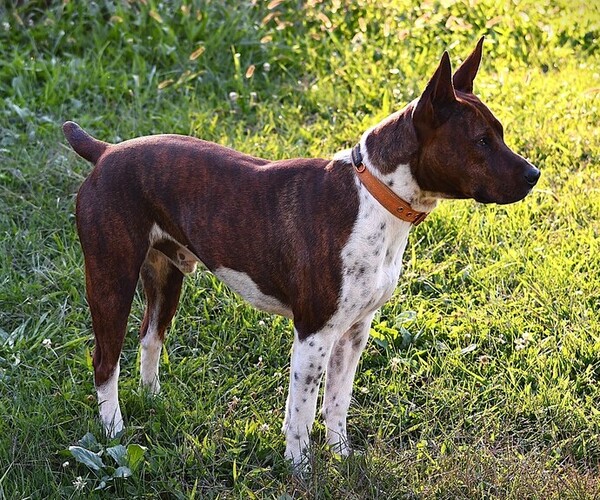 Medium Photo #1 Rat Terrier Puppy For Sale in PETERSBURG, PA, USA