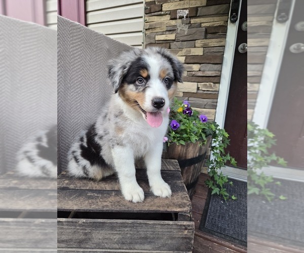 Medium Photo #1 Australian Shepherd Puppy For Sale in SALISBURY, PA, USA