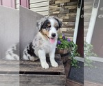 Puppy Randal Australian Shepherd