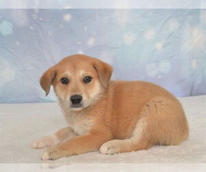 Borador Dogs for adoption in Oroville, CA, USA