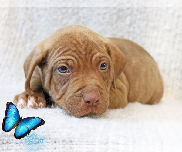 Medium Photo #2 Mutt Puppy For Sale in Wakefield, RI, USA