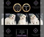 Puppy Apple Jack F1 Maltipoo