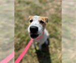 Small #1 Mutt