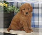 Small Photo #1 Goldendoodle Puppy For Sale in PARKESBURG, PA, USA
