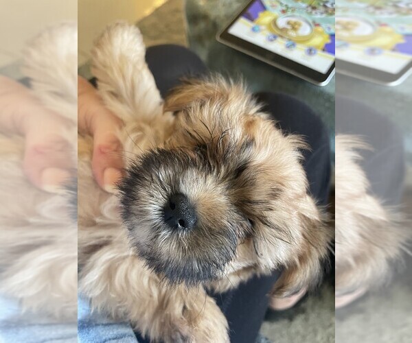 Medium Photo #1 Morkie Puppy For Sale in CAPE CORAL, FL, USA