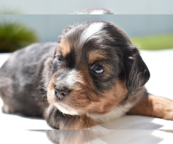 Medium Photo #5 Miniature Australian Shepherd Puppy For Sale in PALM COAST, FL, USA