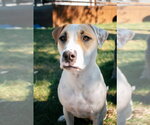 Small Photo #9 Bull Terrier-Pointer Mix Puppy For Sale in Oakhurst, NJ, USA