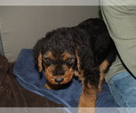 Small Photo #8 Airedale Terrier Puppy For Sale in CHARLESTOWN, IN, USA