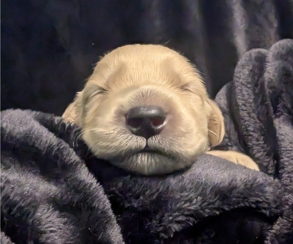 Medium Photo #1 Golden Retriever Puppy For Sale in MODESTO, CA, USA