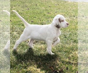 English Setter Puppy for sale in SELINSGROVE, PA, USA