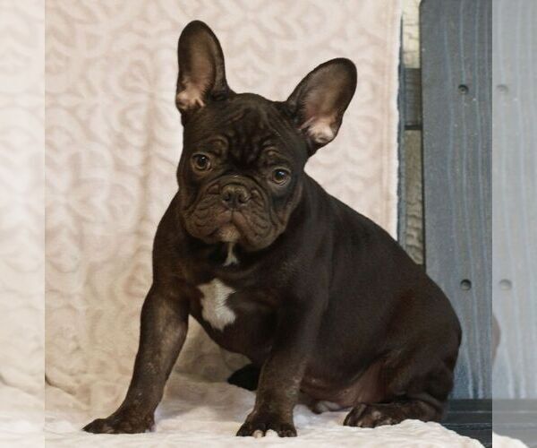 Medium Photo #2 French Bulldog Puppy For Sale in GAP, PA, USA