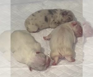 French Bulldog Puppy for sale in PORTLAND, OR, USA
