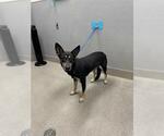Small German Shepherd Dog Mix