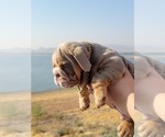 Puppy 3 English Bulldog
