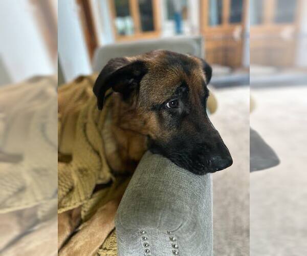 Medium Photo #2 German Shepherd Dog Puppy For Sale in Techny, IL, USA