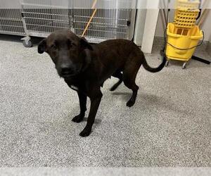 Labrador Retriever Dogs for adoption in Houston, TX, USA