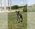 Small #12 Mountain Cur Mix