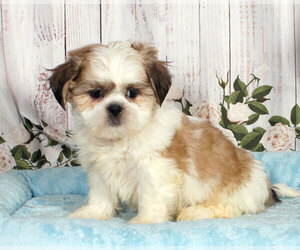 Shih Tzu Puppy for sale in PENNS CREEK, PA, USA