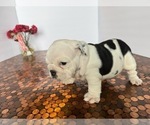 Small #18 Bulldog