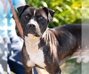 Mutt Dogs for adoption in Camarillo, CA, USA