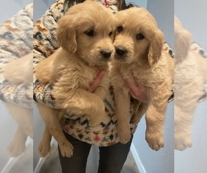 Golden Retriever Puppy for sale in NAMPA, ID, USA