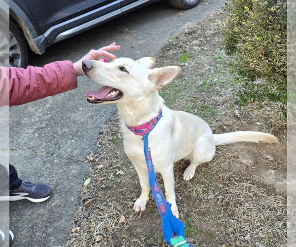 Medium Photo #14 - Mix Puppy For Sale in Winston Salem, NC, USA