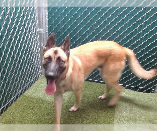 Medium Photo #1 German Shepherd Dog Puppy For Sale in Downey, CA, USA