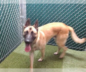 Medium German Shepherd Dog