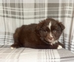 Small Photo #2 Australian Shepherd Puppy For Sale in LAKELAND, FL, USA