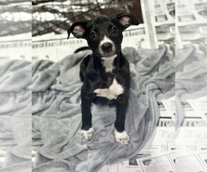 Labrador Retriever-Unknown Mix Dogs for adoption in SHERBURNE, NY, USA