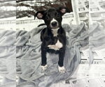 Small Labrador Retriever Mix
