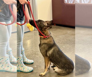 German Shepherd Dog-Unknown Mix Dogs for adoption in Imlay City, MI, USA