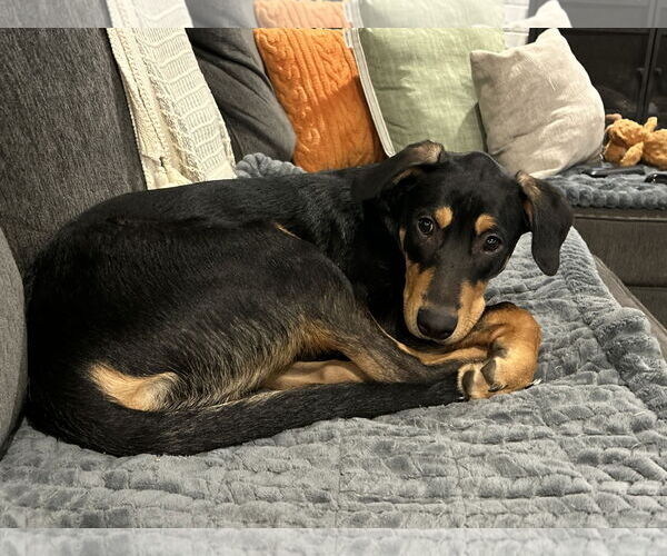 Medium Photo #2 Mutt Puppy For Sale in Parker Ford, PA, USA