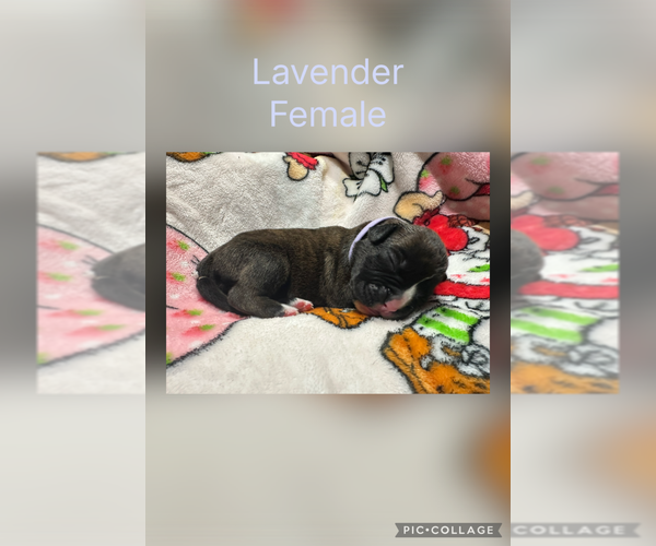 Medium Photo #4 Boxer Puppy For Sale in RALEIGH, NC, USA